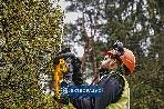 Nożyce do żywopłotu DeWalt DCMHT563N-XJ 55cm 18V XR bez akumulatora i ładowarki Nowość 2